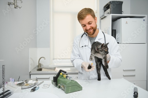 Doctor are examining a sick cat. Veterinary clinic concept. Services of a doctor for animals  health and treatment of pets.
