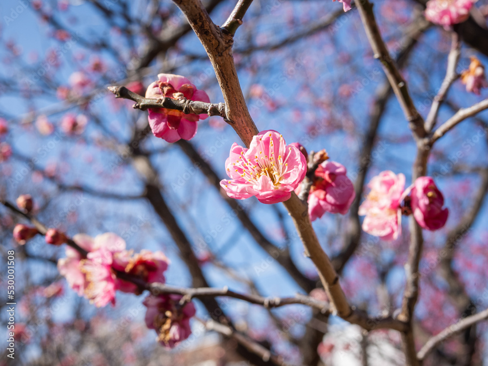 pink flowers blooming on the branches of tree pink flowers blooming on the branches of tree