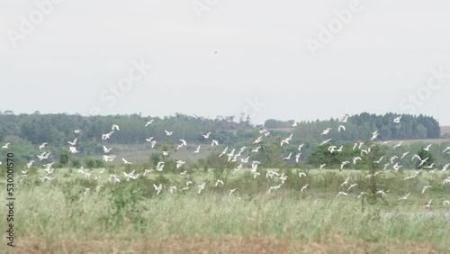 Slow Motion Shot Of A Large Skein Of Geese Flying In Close Formation photo