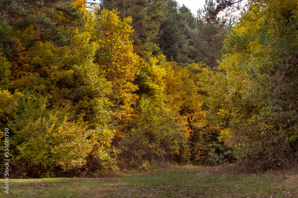 Fototapeta premium Golden magic autumn forest with colorful trees