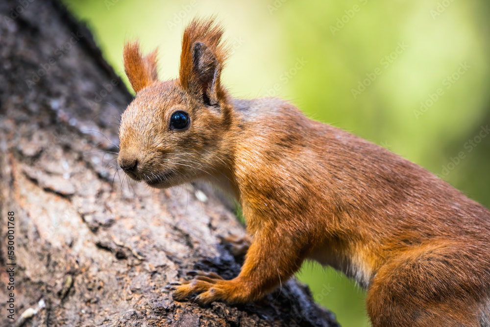 Squirrel in the natural environment. Squirrel in nature. Squirrel in the natural environment. Squirrel in nature.