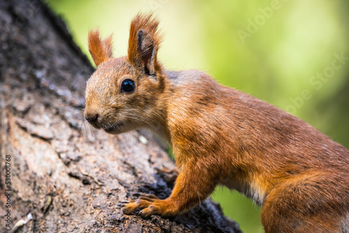 Squirrel in the natural environment. Squirrel in nature.