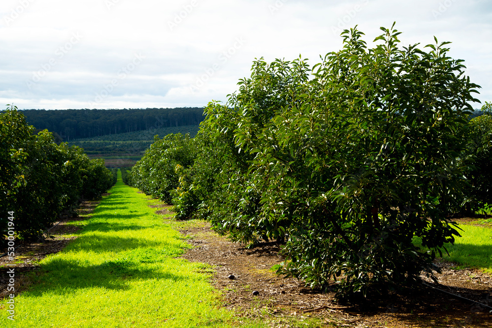 Fototapeta premium Organic Avocado Plantation - Western Australia