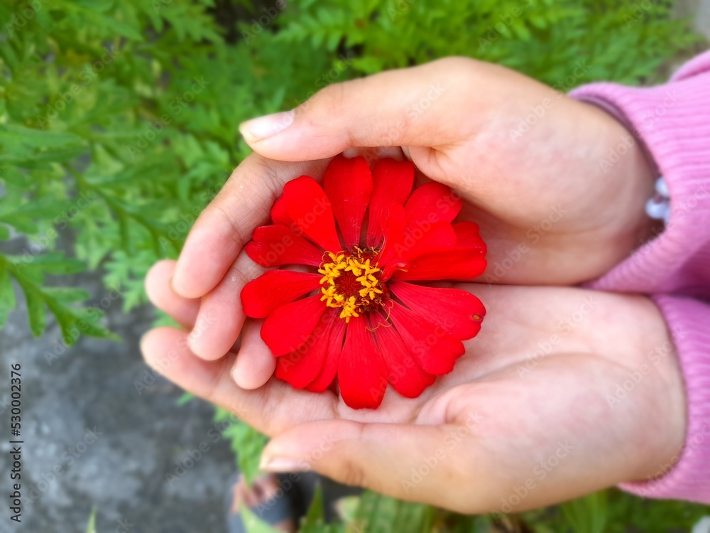 Photo of giving red flowers offered with both hands open a sign of care or love.  Cute girls with flower.