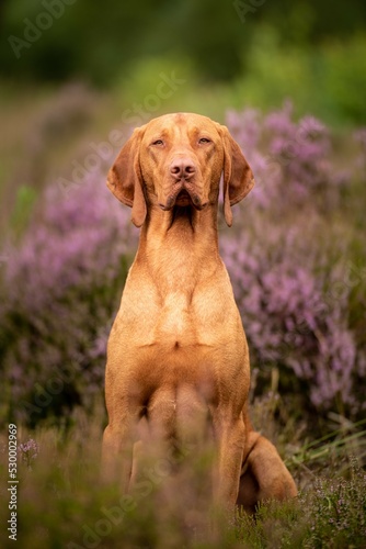 Wunderschöner Magyar Vizsla - Wischler.