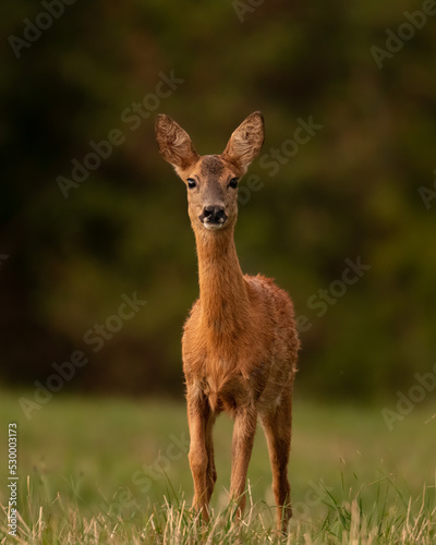 Chevreuil / Roe deer