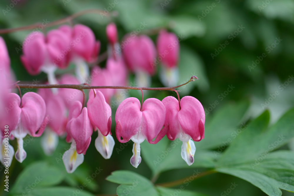Fototapeta premium Bleeding heart