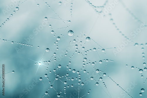 drops of water on the spider web in rainy season, blue background