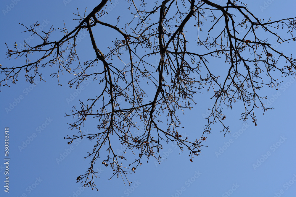 Obraz premium Norway maple
