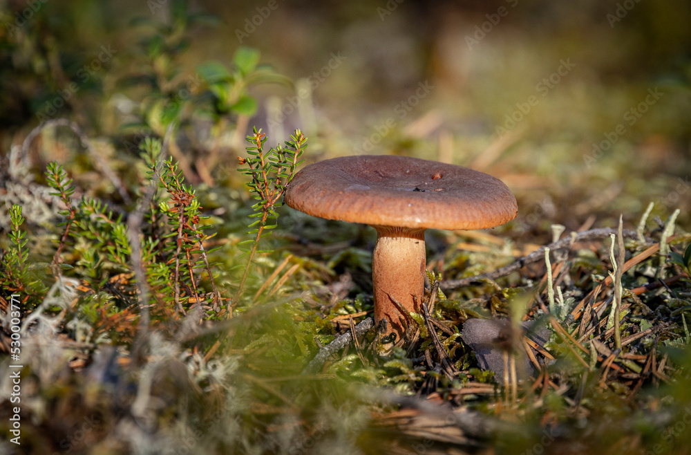 mushroom in the forest mushroom in the forest