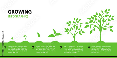 Infographic growing tree. Stages of plant growth from a green leaf to an adult tree.