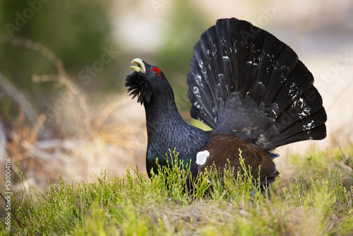 Western capercaillie, tetrao urogallus, lekking on grass in autumn nature. Dark bird with big tail standing in forest in fall. Black grouse courting in woodland. photo
