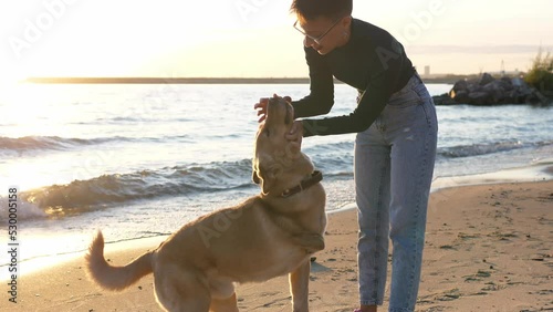 A playful young disabled dog without a paw runs along the beach with its owner, trying to catch a toy. A girl teases her beloved dog with a wooden toy. Funny hanging ears are flying in the air.