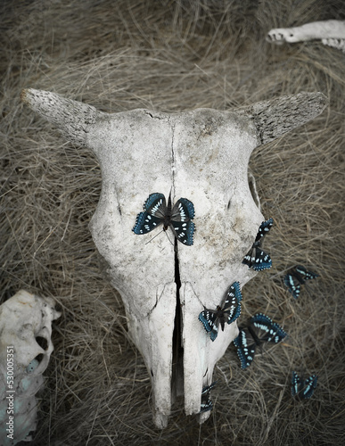 A beautiful blue butterfly sits on the skull of a cow. Beauty and death.