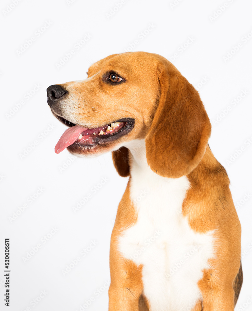 dog looks to the side, beagle breed