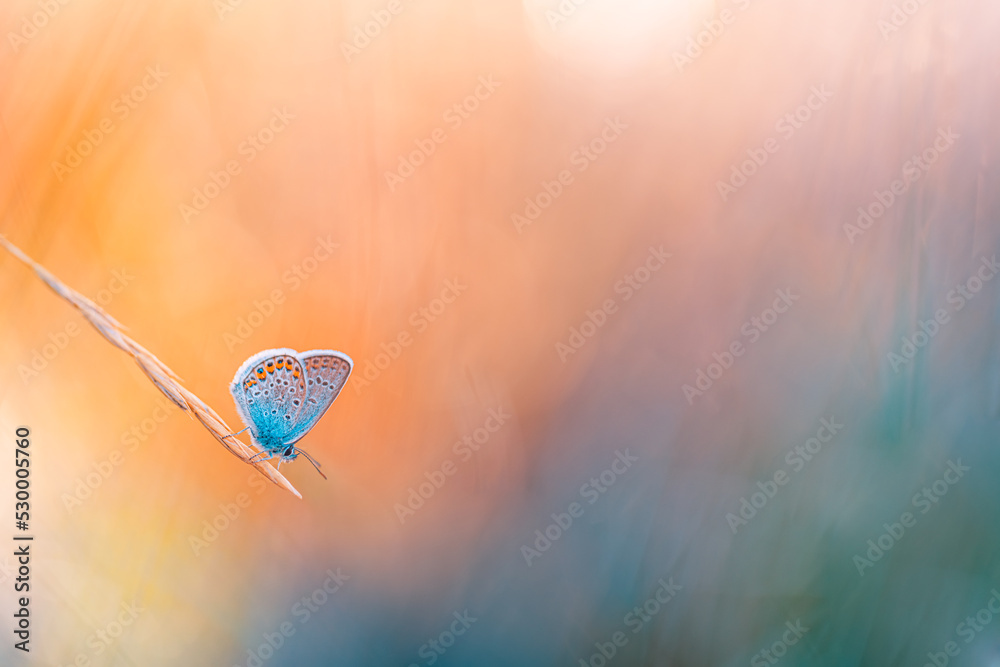 Fototapeta premium Sunset nature meadow field with butterfly as spring autumn background concept. Beautiful dry grass meadow sunset scenic. Amazing inspire nature closeup. Beauty natural colors, dream fantasy macro