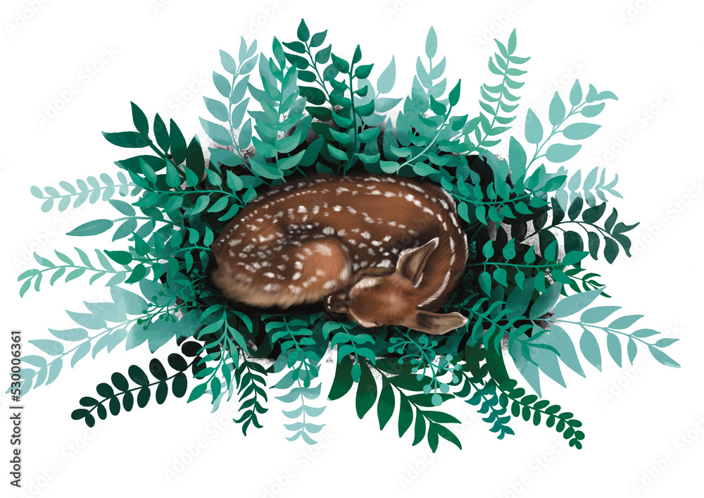 Fototapeta premium sleeping little deer