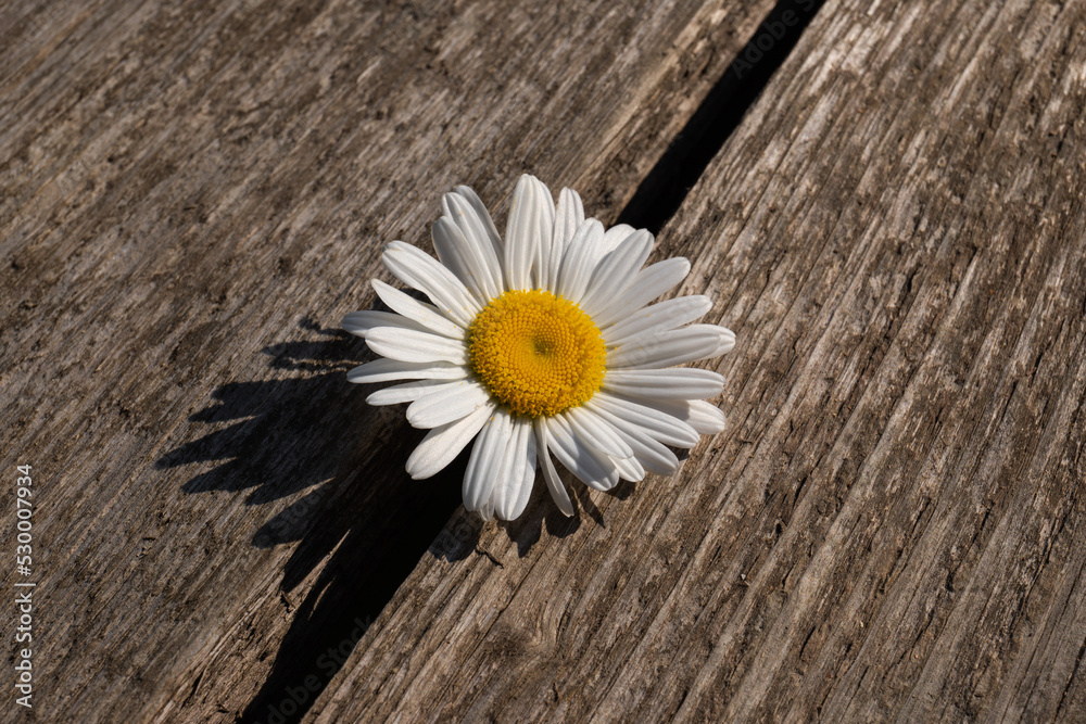 Obraz premium Daisy chamomile flowers on wooden background. View with copy space