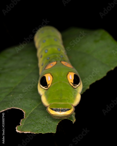 фотографія A Spicebush Butterfly larva (Papilio troilus) avoids predation by resembling a s