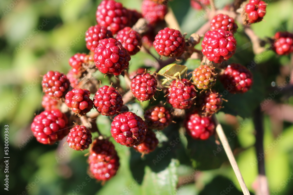 wild unripened Welsh blackberries wild unripened Welsh blackberries