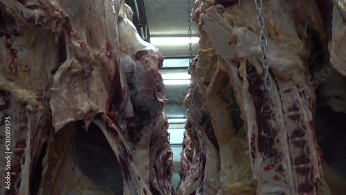 Hooked half cattle carcasses in the giant refrigerator at the slaughterhouse.