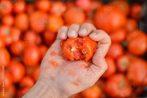 Crushed tomato by male hand against the background of a box with a large number of tomatoes. Selective focus. The concept of diet and healthy eating. photo