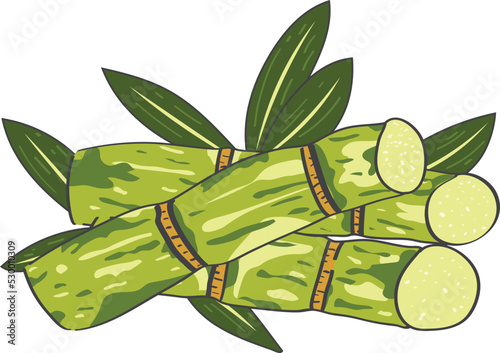 Hand Drawn Sugarcane Sugar Cane Illustration
