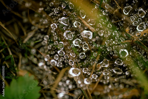 Water droplets on spider web.