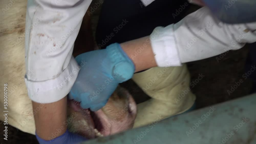 The veterinarian checks the cattle's teeth. The veterinarian checks the cattle's teeth.