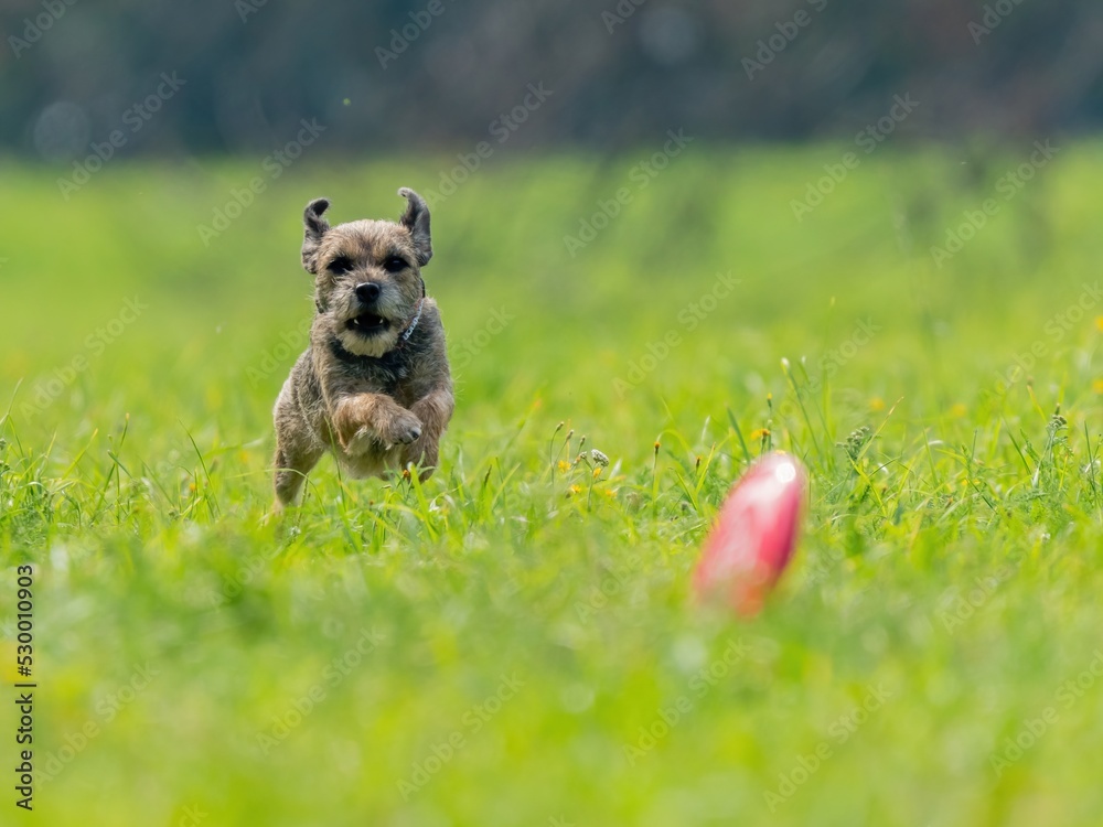 The dog catches the disk on the green grass The dog catches the disk on the green grass