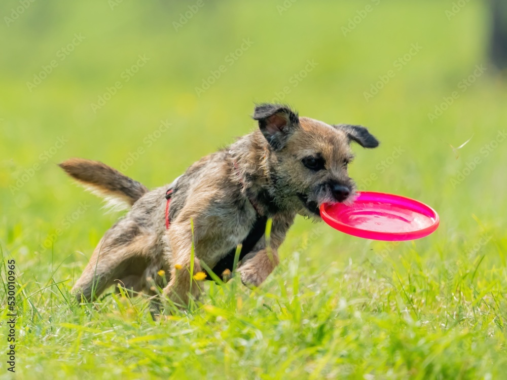 The dog catches the disk on the green grass