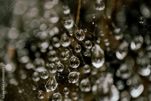 Water droplets on spider web.