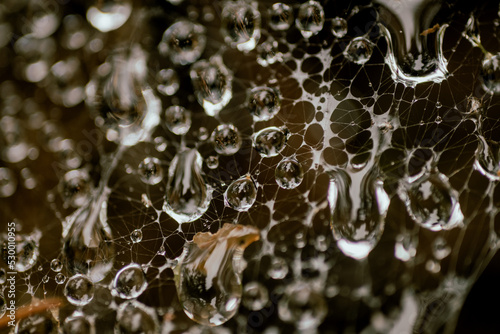 Water droplets on spider web.
