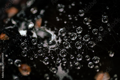 Water droplets on spider web.