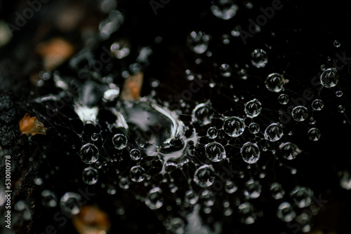 Water droplets on spider web.