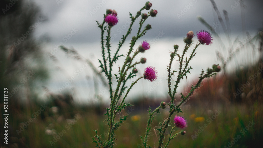 Prickly pink flower tatarnik grows in a field under a cloudy sky