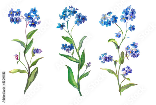 Forget me not. Botanical watercolor illustration of a field spring flower. Blue flower isolated on white background