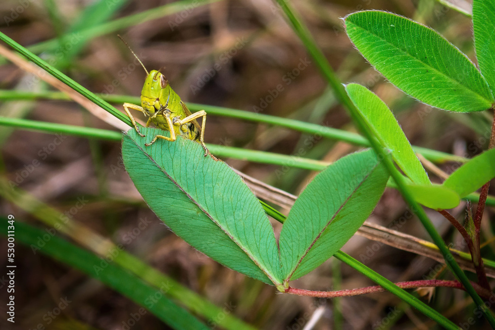 a green grasshopper peeks out from behind a green clover leaf a green grasshopper peeks out from behind a green clover leaf