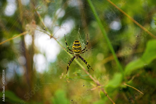 argyope wasp spider close-up on a web among the grass