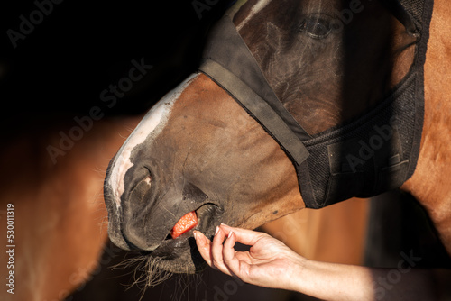 The horse is eating a juicy apple. Horse's head wearing a net to protect flies
