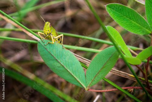 a green grasshopper peeks out from behind a green clover leaf