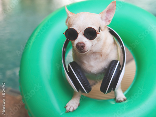 brown short hair chihuahua dog wearing sunglasses and headphones around neck, standing  in  green  swimming ring or inflatable by swimming pool