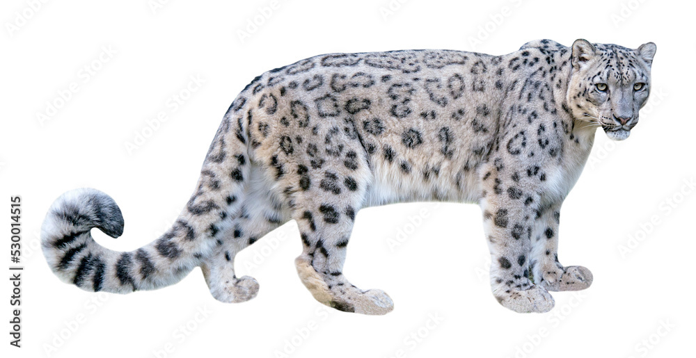 Snow leopard (Panthera uncia), isolated on PNG, transparent background