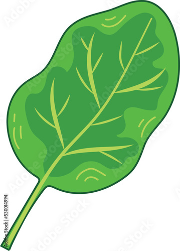 Fresh Green Spinach Leaf Vegetable