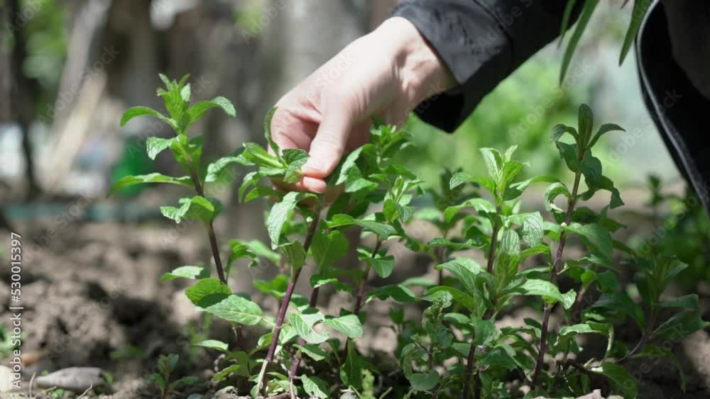 Hand plucking fresh mint bud. Then she plucks and puts leaves between her fingers separately in close up, slow motion shot. Hand plucking fresh mint bud. Then she plucks and puts leaves between her fingers separately in close up, slow motion shot.