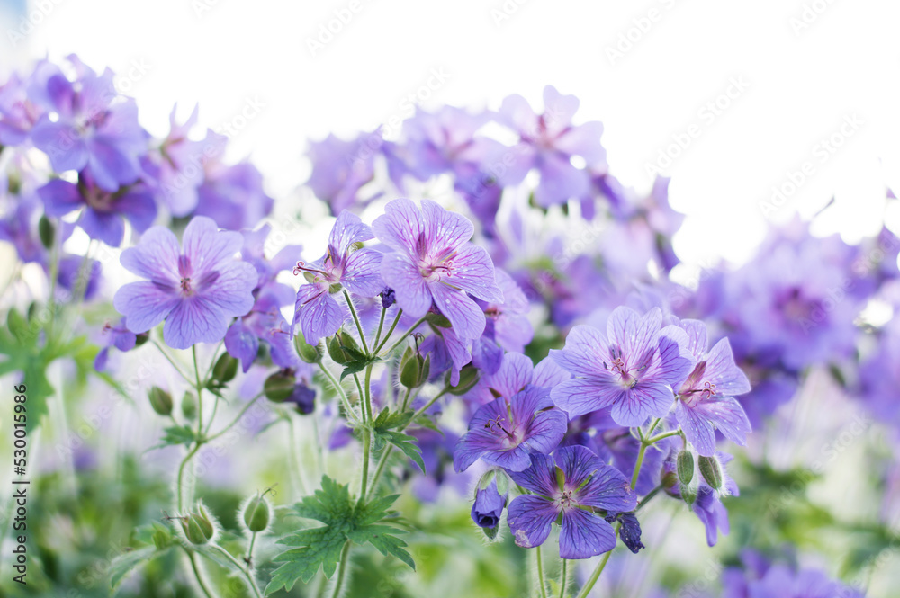 Close-up of a purple geranium flower. beautiful bokeh. bumblebee on flower. nature background. no people. blurred background. photo wallpaper.