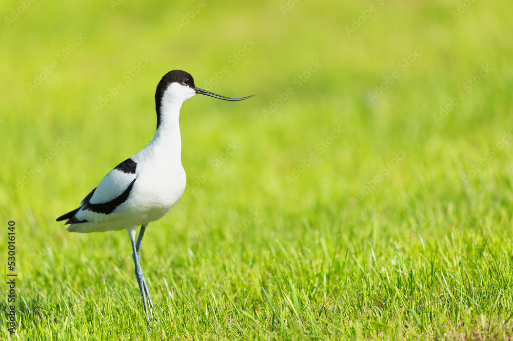 Naklejka premium Pied Avocet in grass