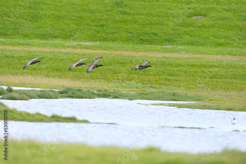 Flying Geese in Holland © Ivonne Wierink