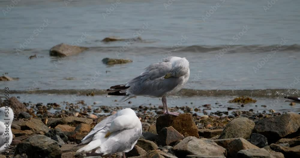 Multiple seagulls preen their feathers on a rocky shore as small ocean waves ripple in the background. Multiple seagulls preen their feathers on a rocky shore as small ocean waves ripple in the background.