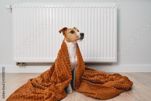Cold winter in europe households, rising costs of gas and electricity in winter season, dog freezing in living room, warming under blanket near heating radiator